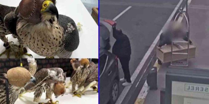 İstanbul Havalimanı'nda Kaçak Gökdoğan Operasyonu: 10 Kuş Ele Geçirildi
