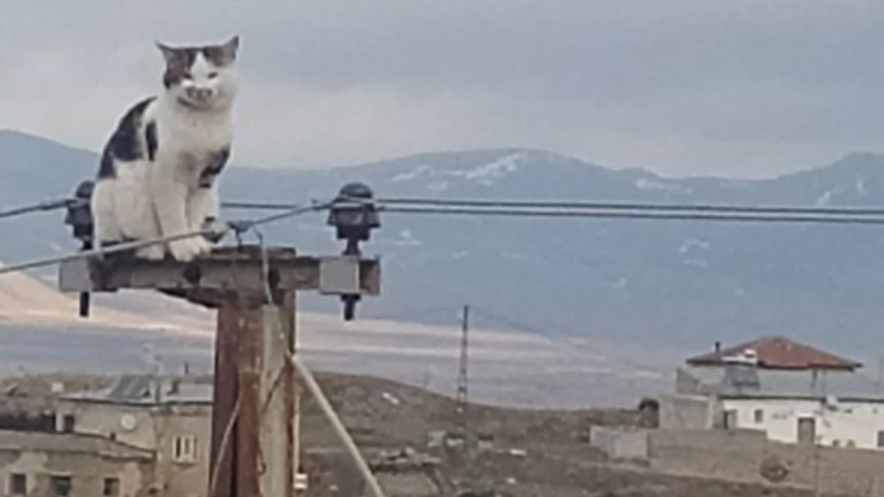 Kedi