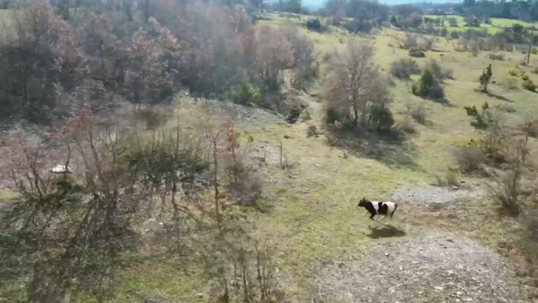 Karabük'te Cami İmamı Dron ile Kayıp İneği Buldu
