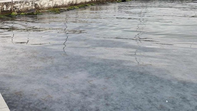 Sinop Kıyılarında Denizanası Yoğunluğu Şaşkınlık Yarattı