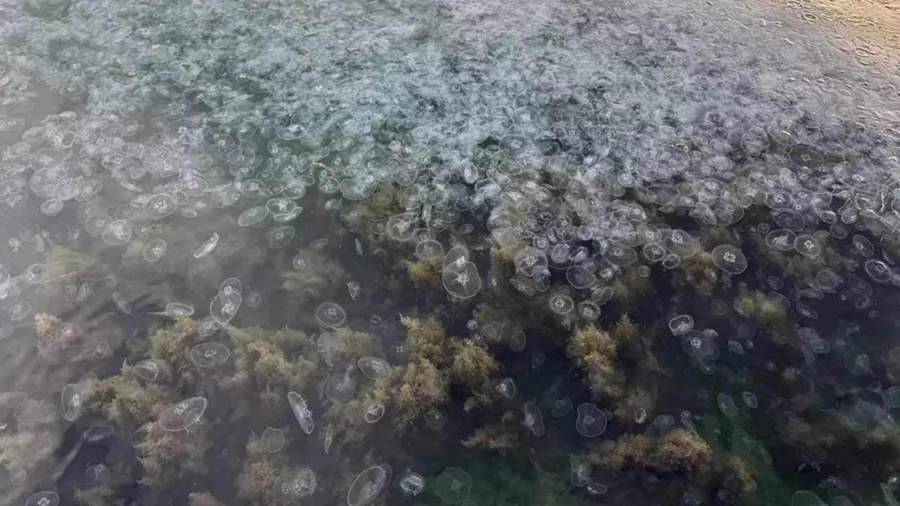 Sinop Kıyılarında Denizanası