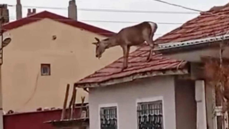 Köpeklerden Kaçıp Çatıya Çıkan Kızıl Geyik Çatıdan Düşerek Hayatını Kaybetti