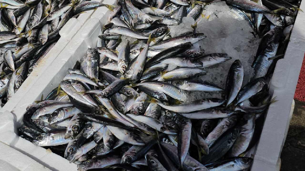 Zonguldaklı Balıkçı Kilosu 50 Liradan Satışa Çıkardı