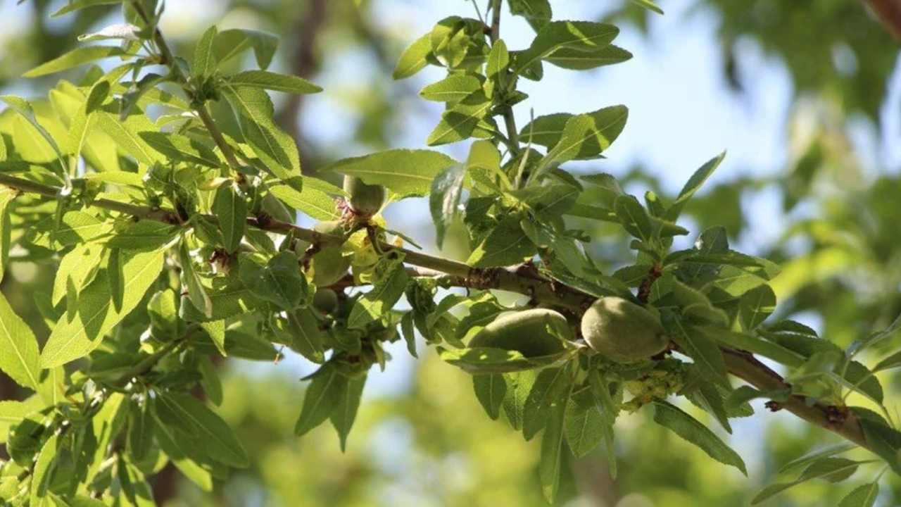 Soğuk Hava Dalgası Badem Çağlaları Hasar Gördü