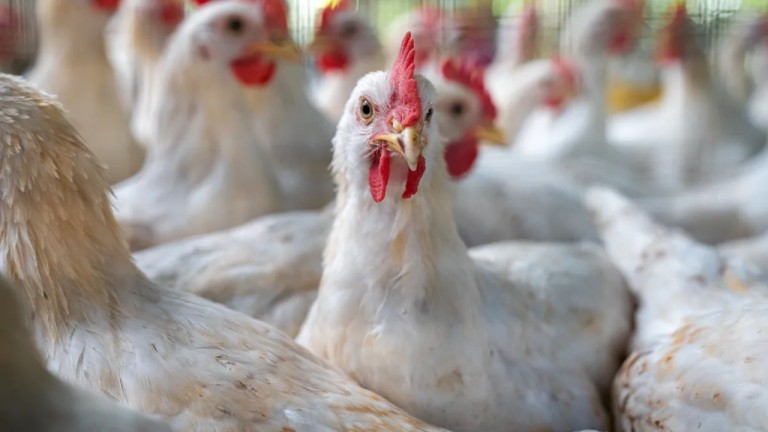 ABD'de 2017'den Bu Yana İlk H7N9 Kuş Gribi Salgını: 47 Bin Kuşluk Sürü Temizlendi