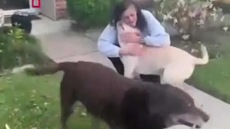 9 Ay Uzayda Mahsur Kalan Astronot, Dünya'ya Dönüşünde Köpekleriyle Buluştu