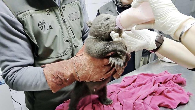 Ormanda Bulunan Yavru Ayı 'Bulut' Özenle Bakılıyor