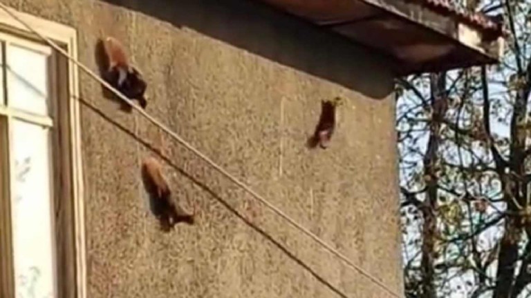 Safranbolu'da Sıra Dışı Görüntü: Sincaplar Evin Duvarında Yürüyüş Yaptı