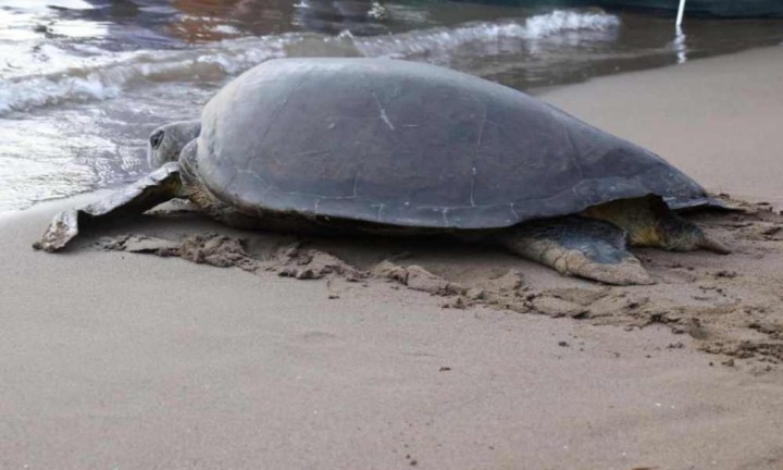 İztuzu'nda Caretta Carettalar İçin 2023 Yuvalama Sezonu Hazırlıkları Başladı